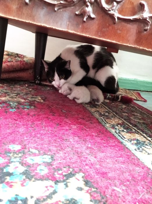 Котята домашние чистенькие
