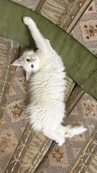 Мейн кун meyn kun , котят 2 месяца чистокровные