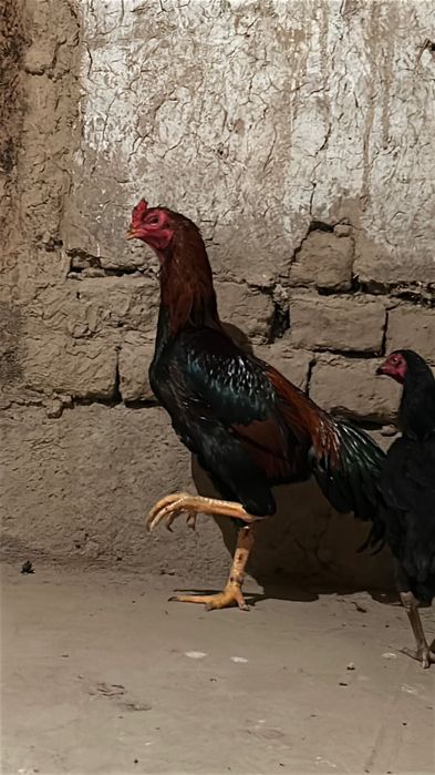 Дакан кораз 150.000