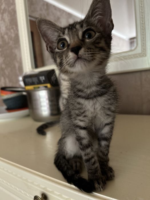 Отдам в добрые руки  котят