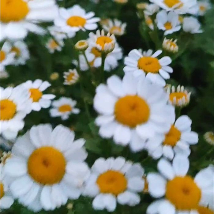 Ромашки. Букеты ромашек. Суперстойкие