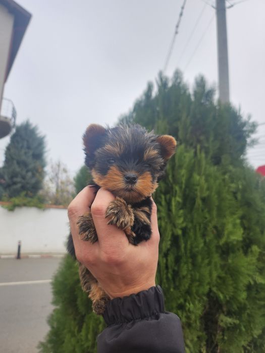 Yorkshire terrier talie mica