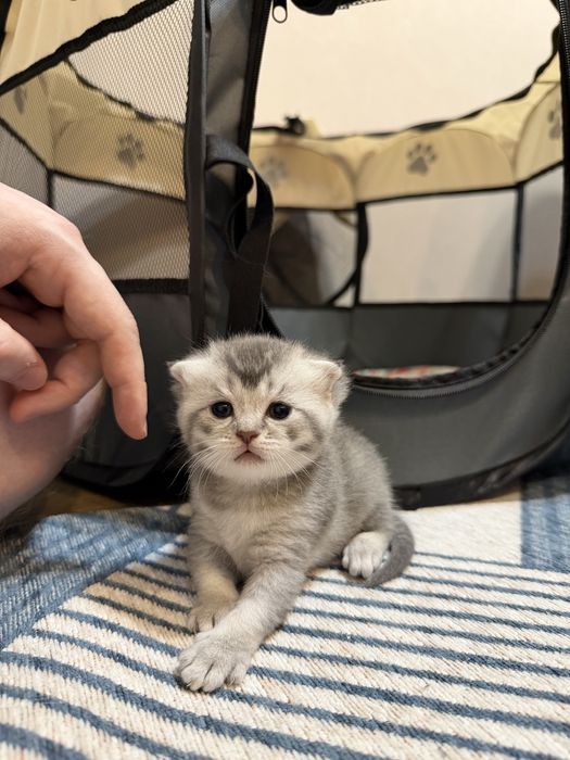 Котята скоттиш фолд