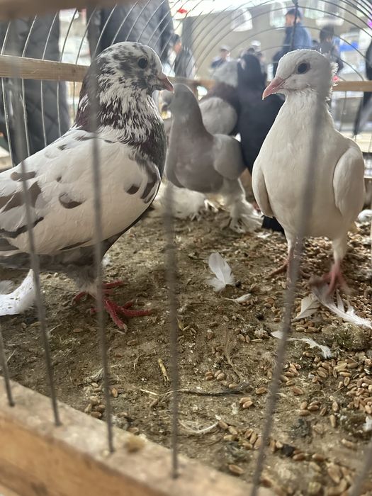 Голуби кептерлер