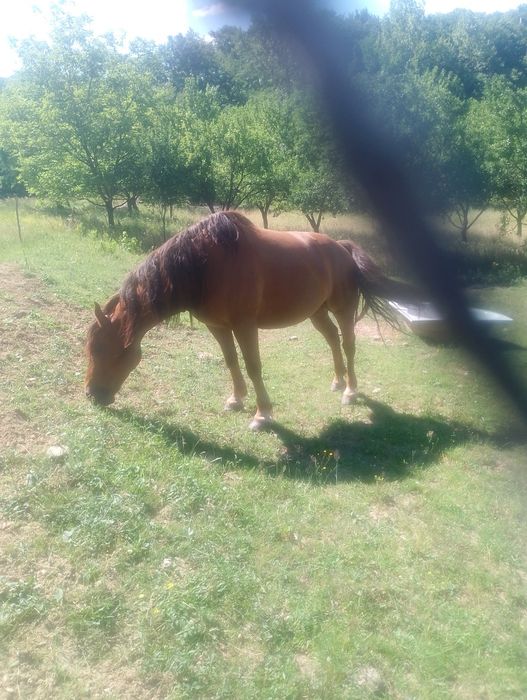 Cal de vânzare sau schimb pe vacă..