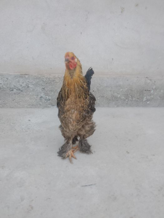 Brama tovuqlar sotiladi 2-3 kg