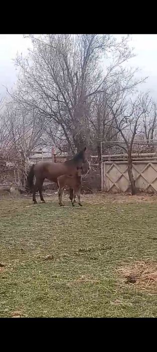 Құлынды бие 7 жасар