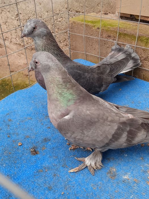 Мардини млади от тази година