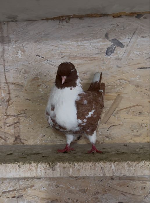 Самка кинг самка!