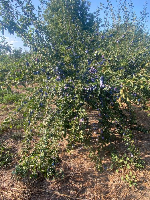 Vand prune pentru tuica