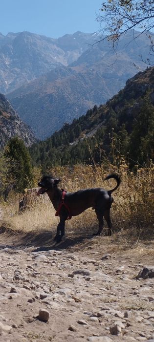 Кабель китайская хохлатая