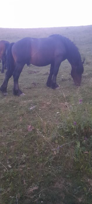 De vânzare doi mânzi