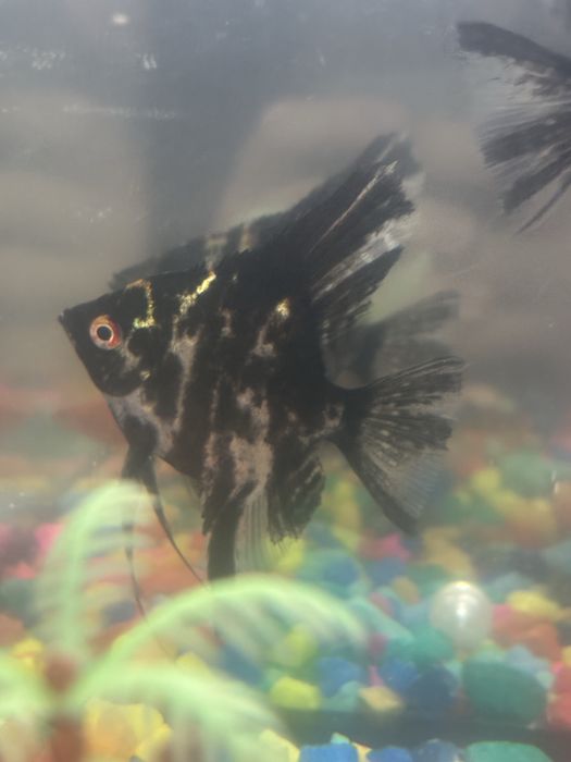 Продам две рыбки сколярии