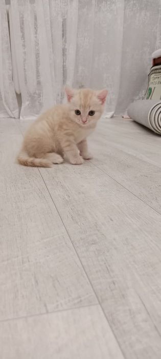 Продадим котёнка Скоттиш-страйт