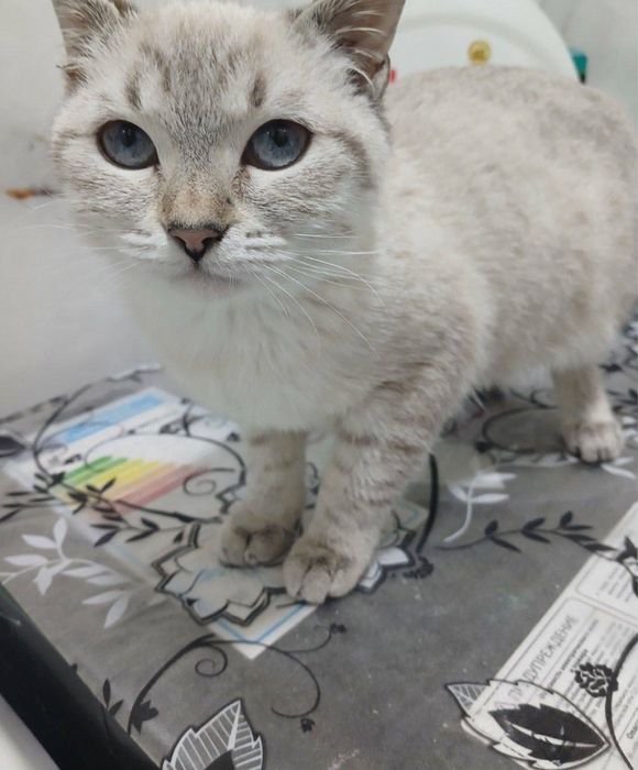 Сирочна сотилади киз бола кок козли сиямиский