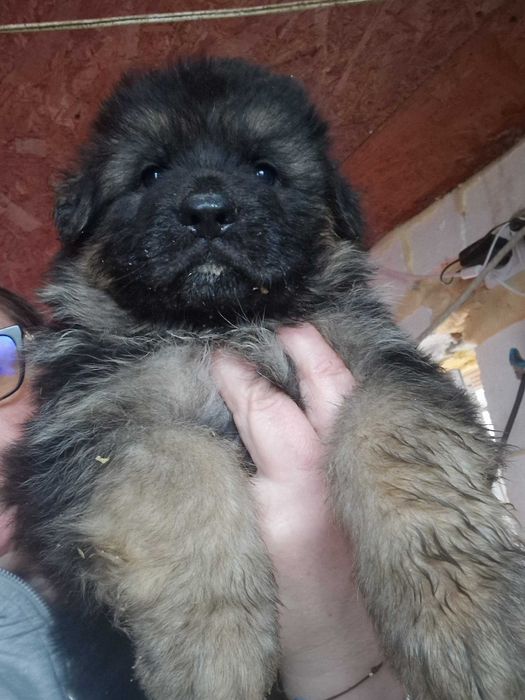 Ciobanesc german cu par lung