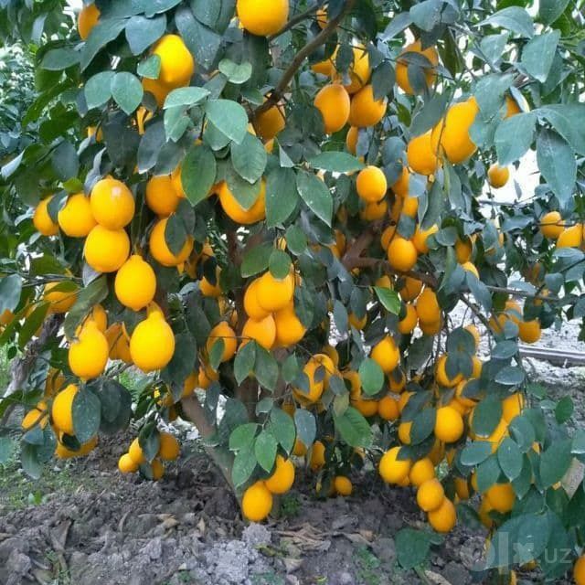 Лимон кўчатлари сотилади