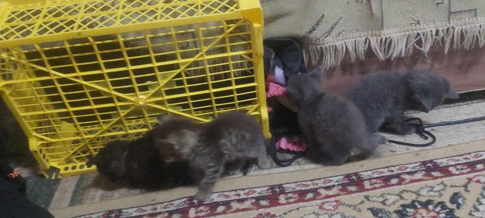 Мысык балалары тегин беремін