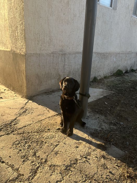 Лабрадор ретривер продается !