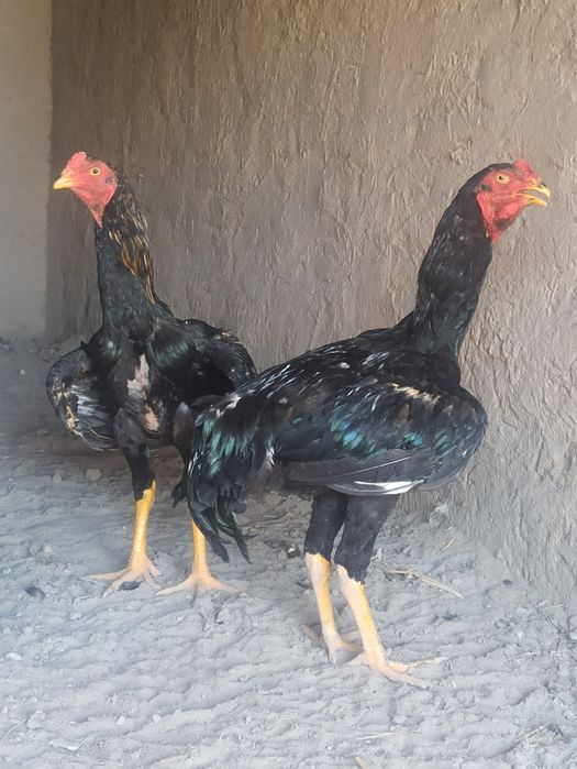 Dakan Jojalar Sotiladi