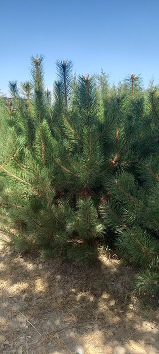 Лола дарахти, чинор. Ҳар хил арчалар, манзарали дарахтлар