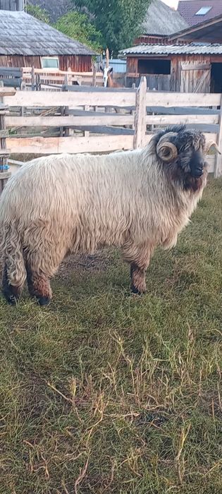 Vând berbec Bucălău vârsta  3 ani ..pret 1600lei negociabil.Tel :07406515789