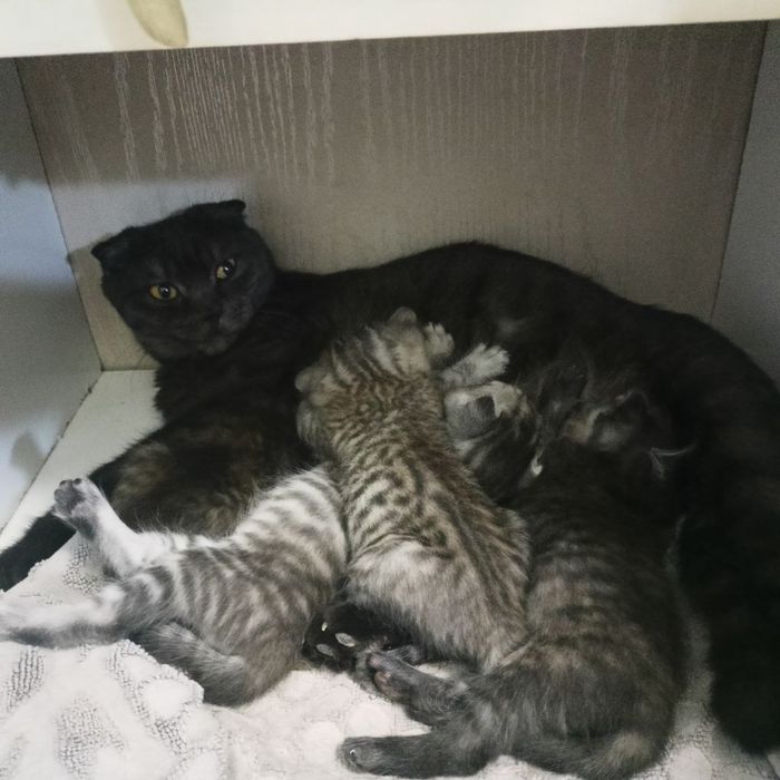 Zotdor ona mushuk 2 ta bolasi bilan
