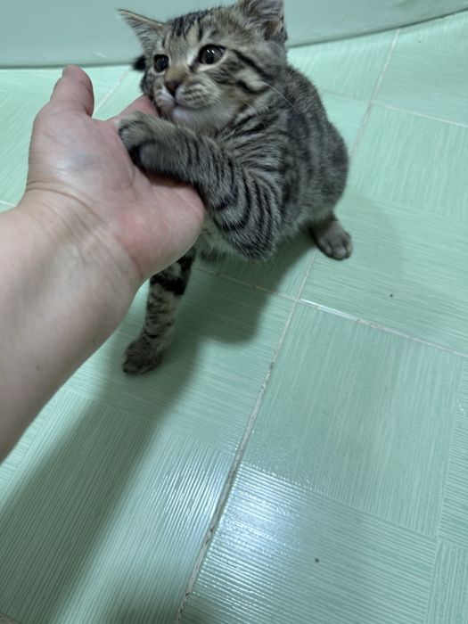 Срочно продам кота