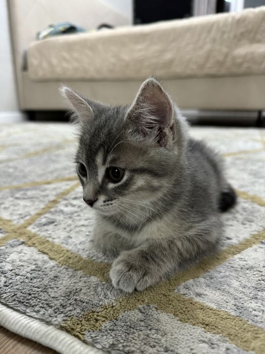 Котенок шотландский прямоухий