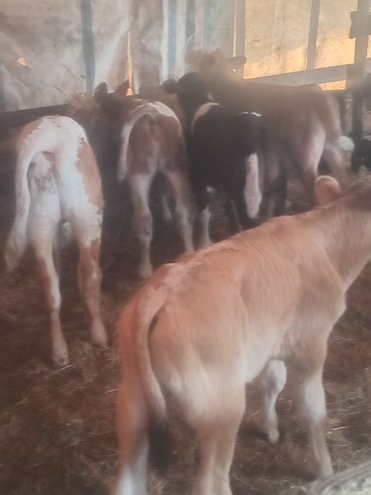 Vand vitei și vitele batate