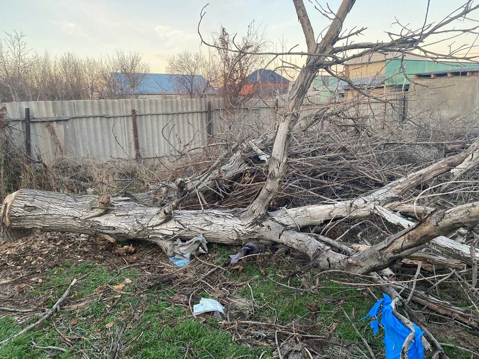 дрова, деревьи, орех