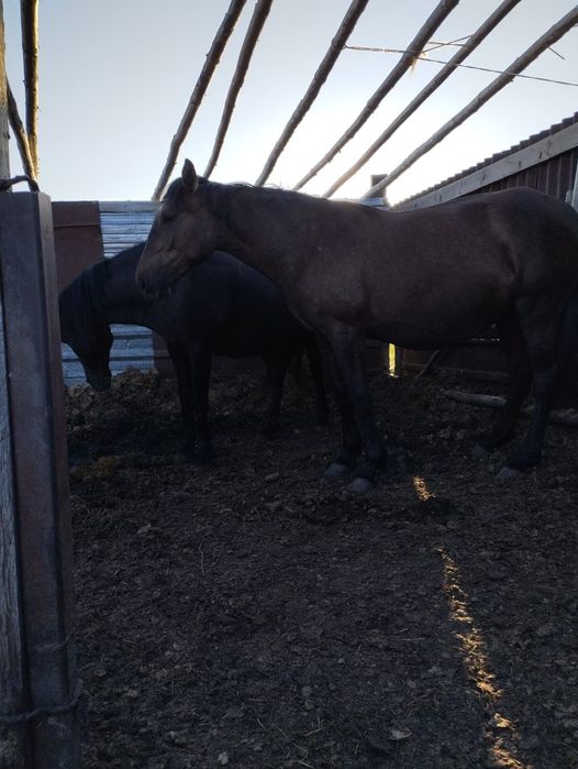 Продам  лошадей.