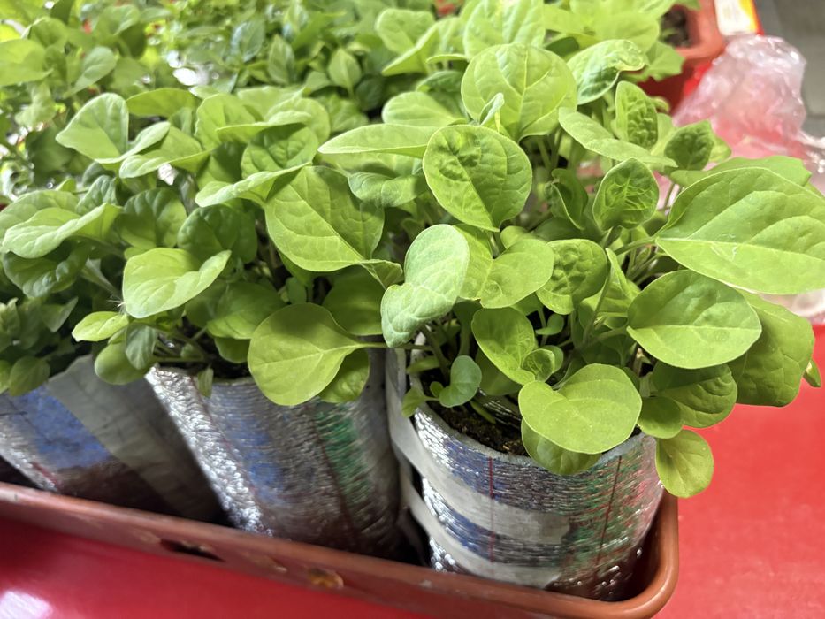 Рассада баклажан перца