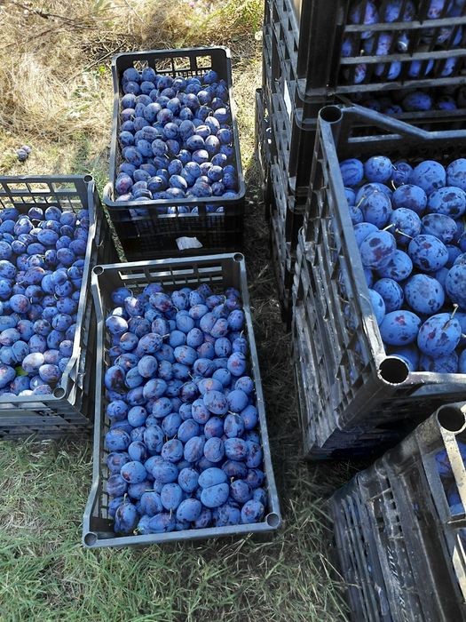 Продавам сини сливи-Стенли за ракия.
