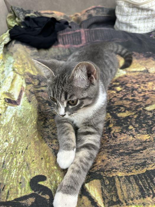 Кот 3 месяца