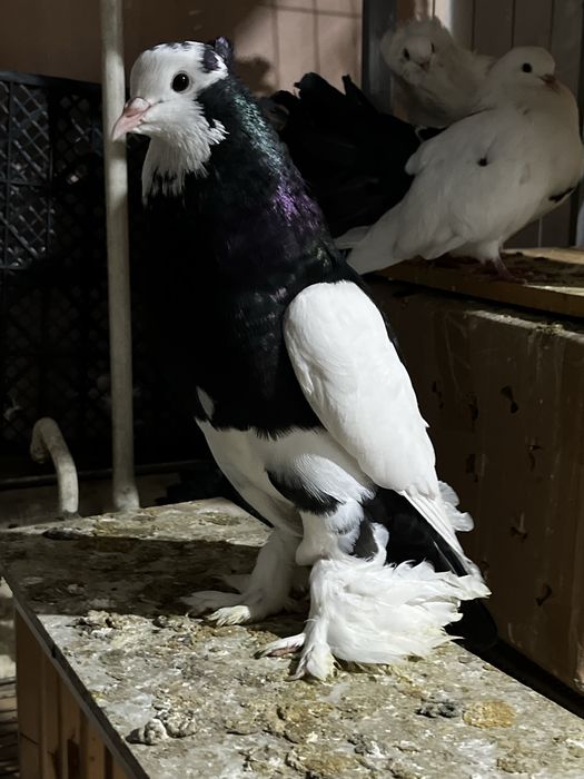 Голубь дутышь (самец)