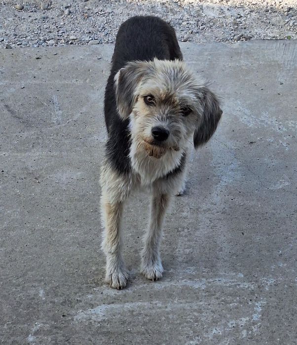 Donez catelusa speriată!