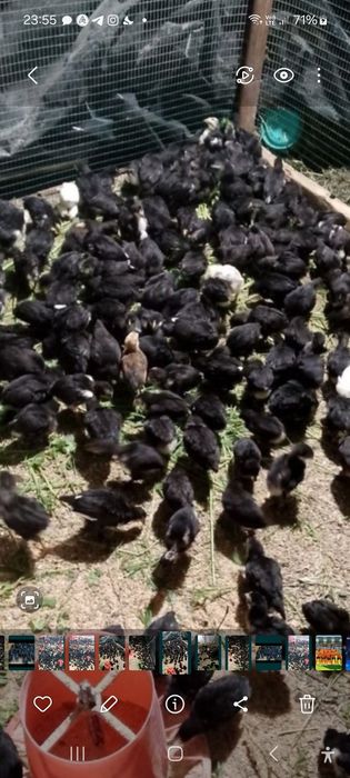 Андижон кора товук жужалари сотилади