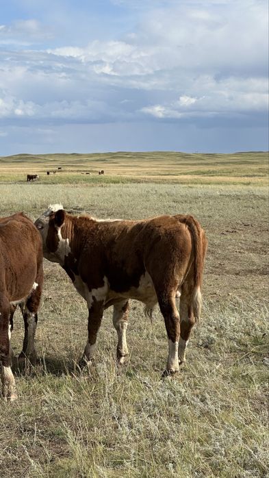 Подсос бұзаулар бычки