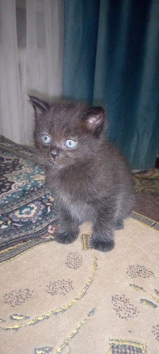 Котята длинношорстная британки