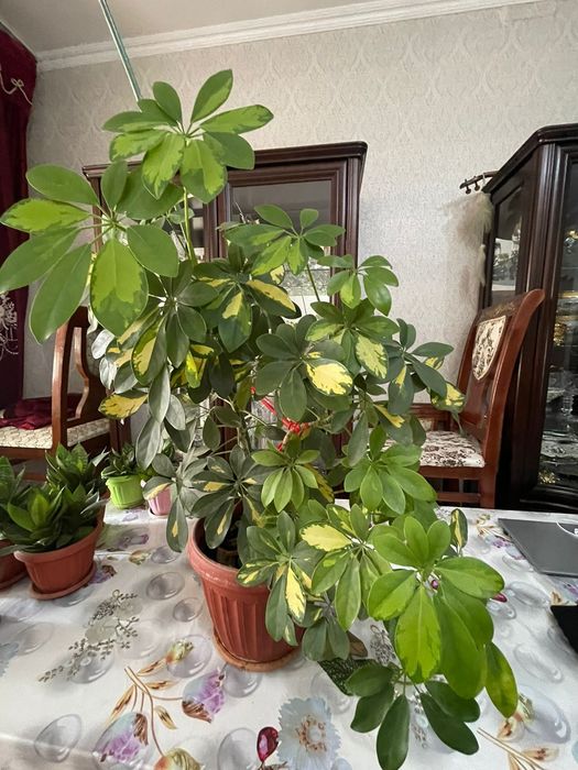 Цветы комнатные продается