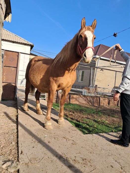 Буаз бие сатылады