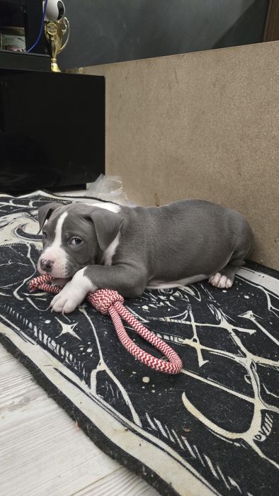 Американско Покет Були