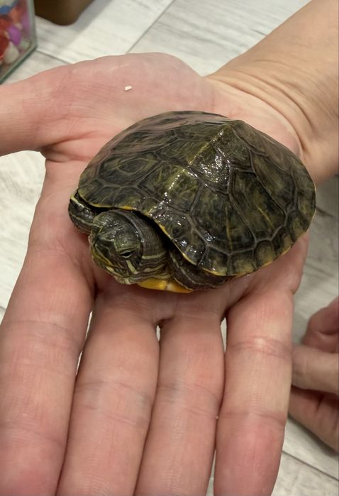 Отдам черепашку