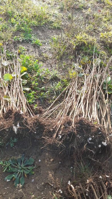 Puieti de alun . Marcote certificate