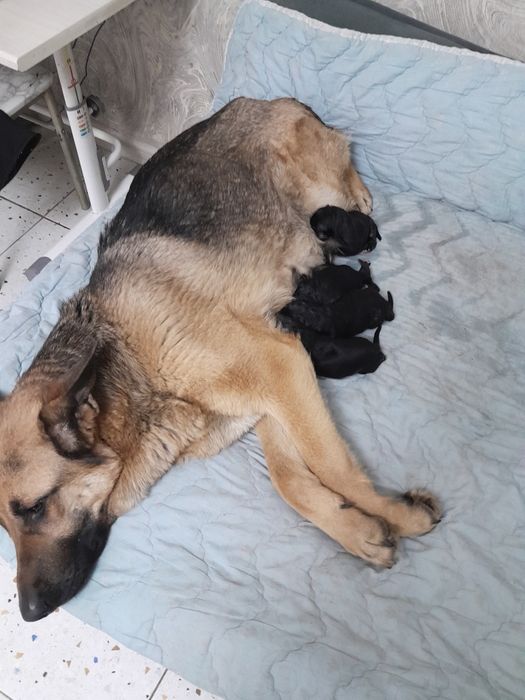 Продам щенят немецкой овчарки