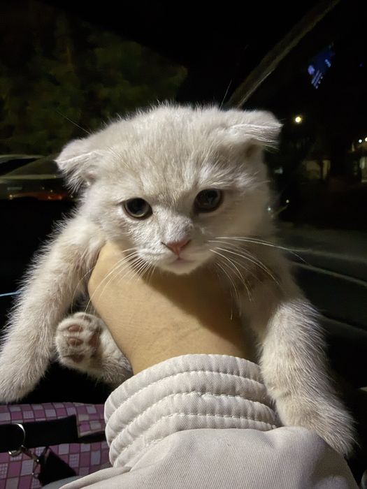 Веслоухий котёнок 3 месячный