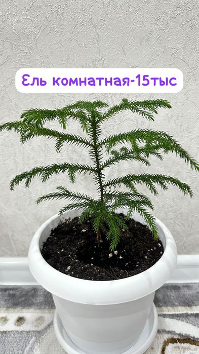 Ель комнатная,Монстерп