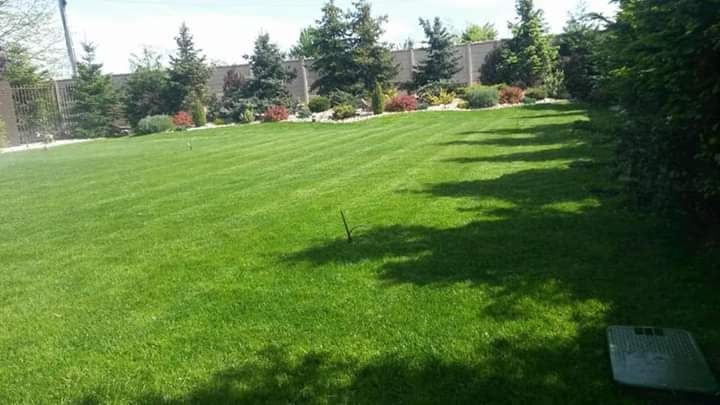 Gazon rulou la cele mai bune preturi