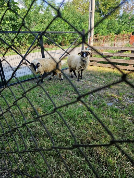 De vânzare 2 miori!